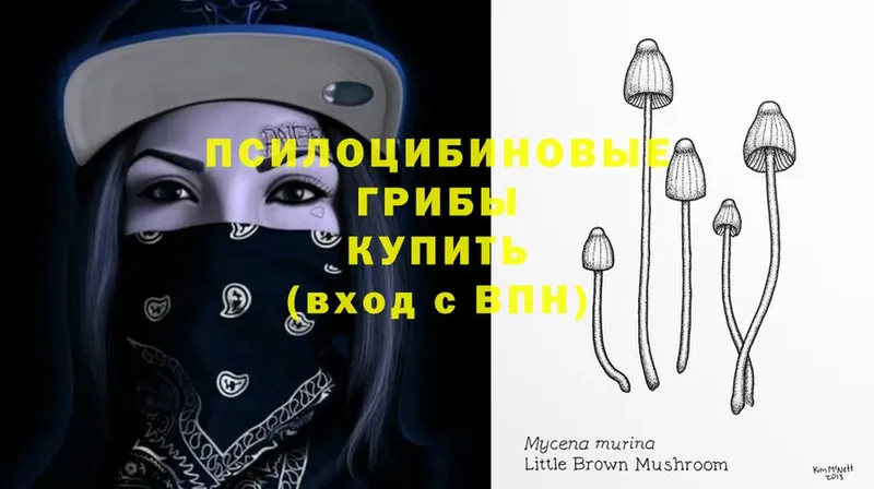 Псилоцибиновые грибы MAGIC MUSHROOMS  Кирсанов 