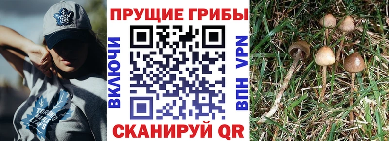 Галлюциногенные грибы Cubensis  наркота  Кирсанов 